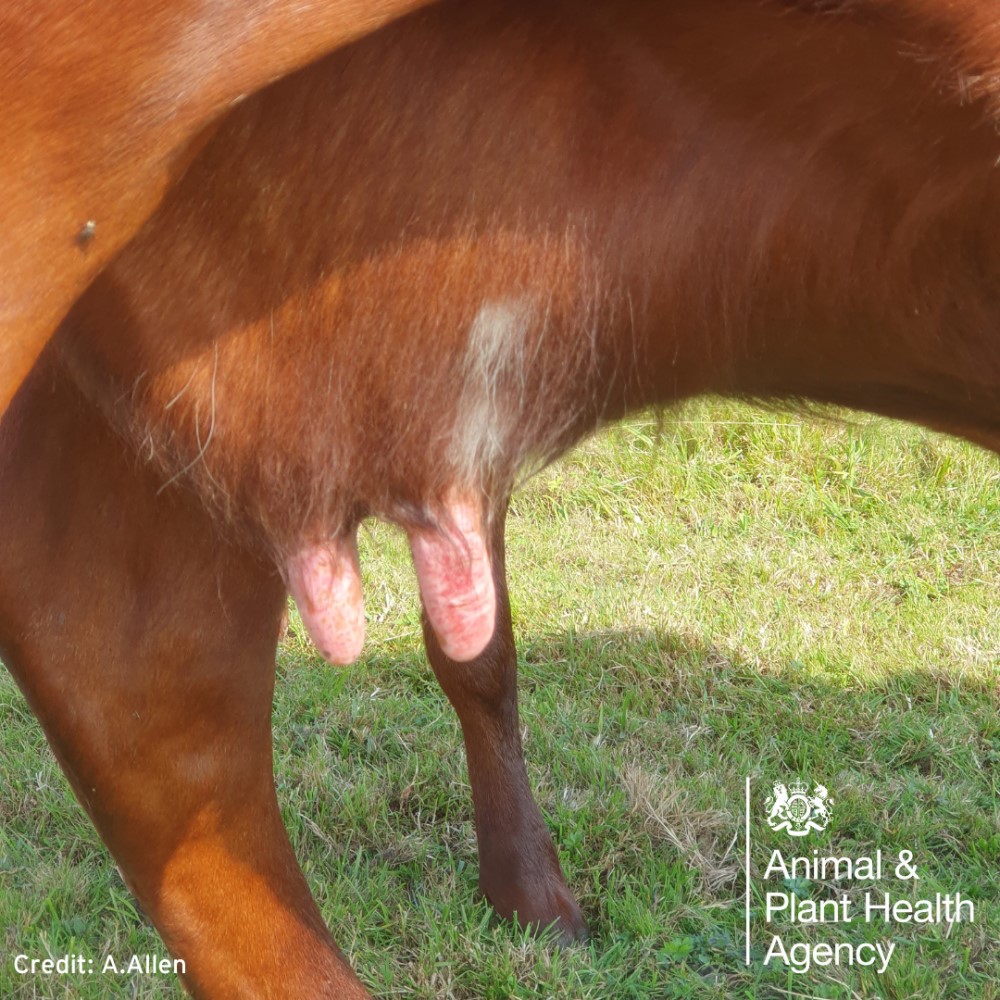 Cow with lesions on teats